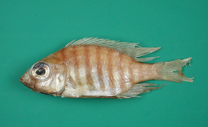 Placidochromis nigribarbis 'Mid-North Station'